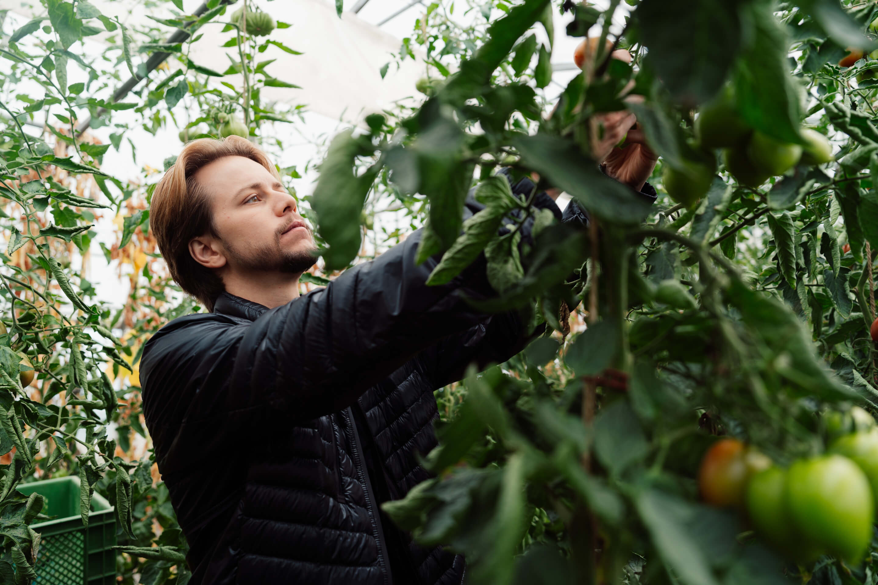 Chef in the greenhouse between tomato bushes