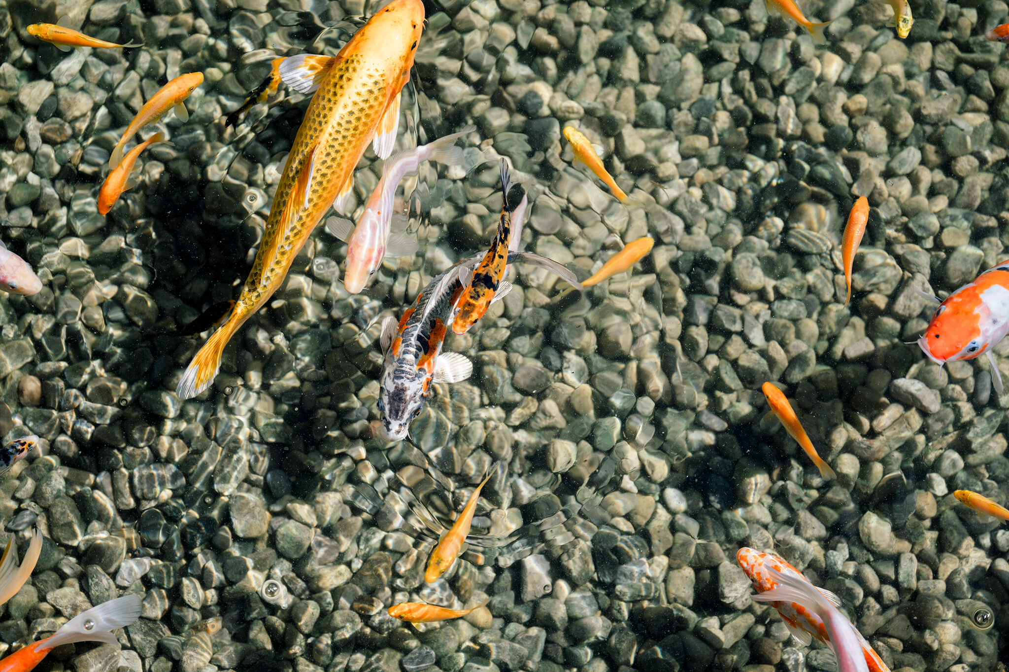Verschieden farbige und gescheckte Koifische tummeln sich in einem Teich auf dessen Grund viele Steine zu sehen sind