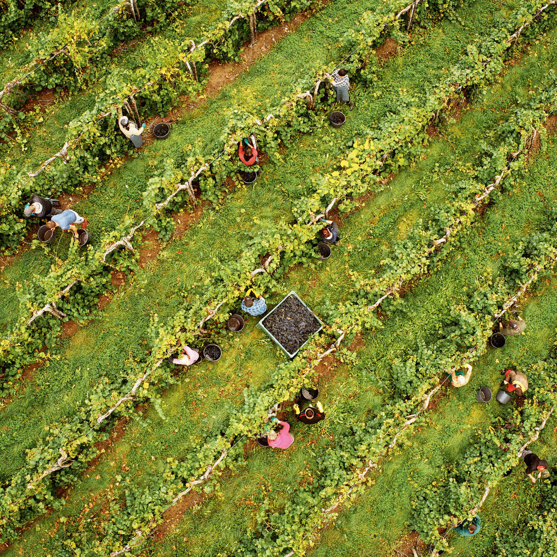 Vogelblick auf eine Weinlese bei der viele Menschen in den Weinreben die Trauben ernten